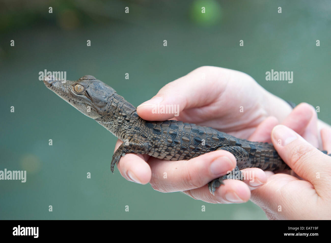Person, die junge Spectacled Brillenkaiman Caiman Crocodilus Panama Stockfoto