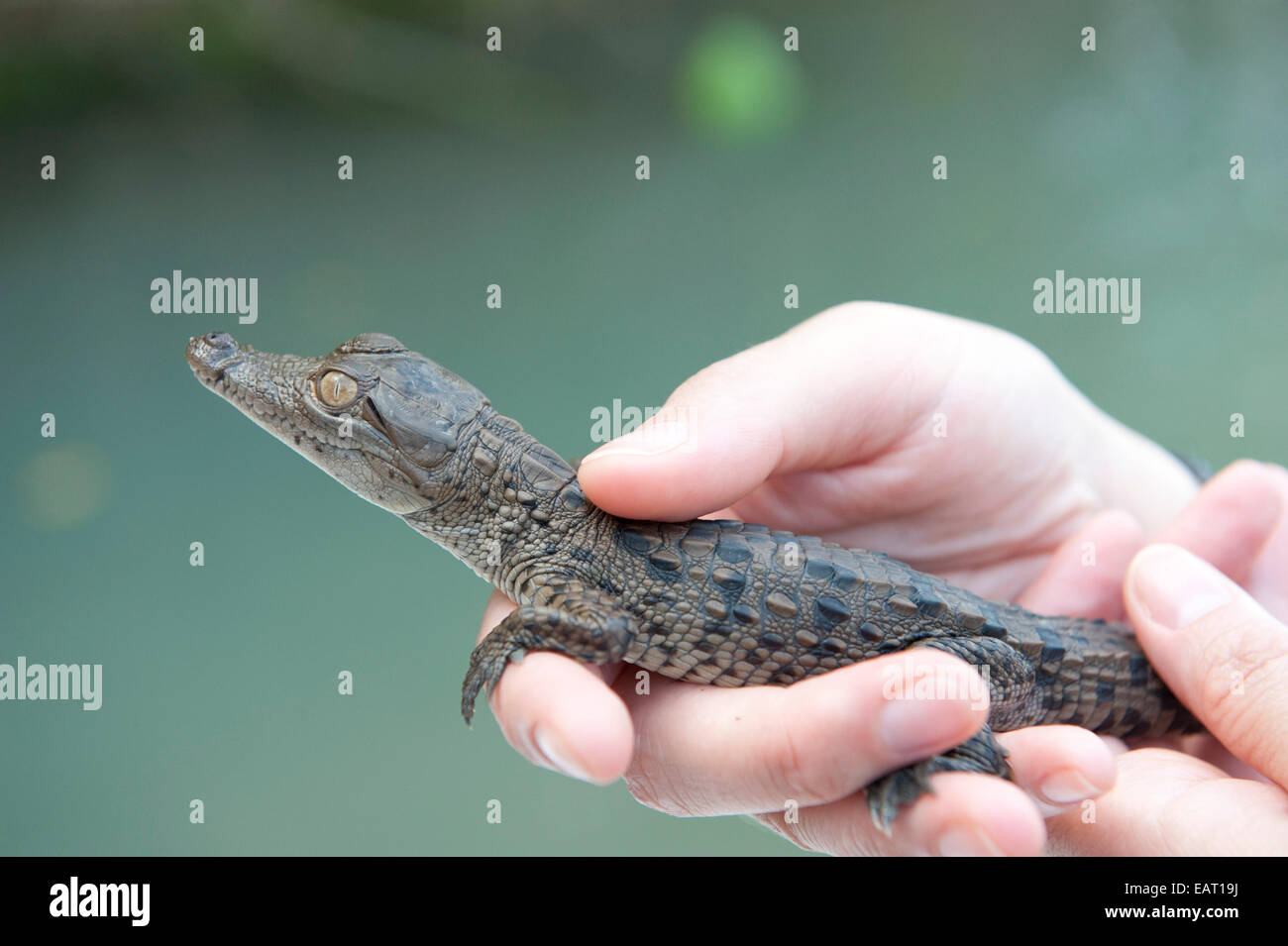 Person, die junge Spectacled Brillenkaiman Caiman Crocodilus Panama Stockfoto
