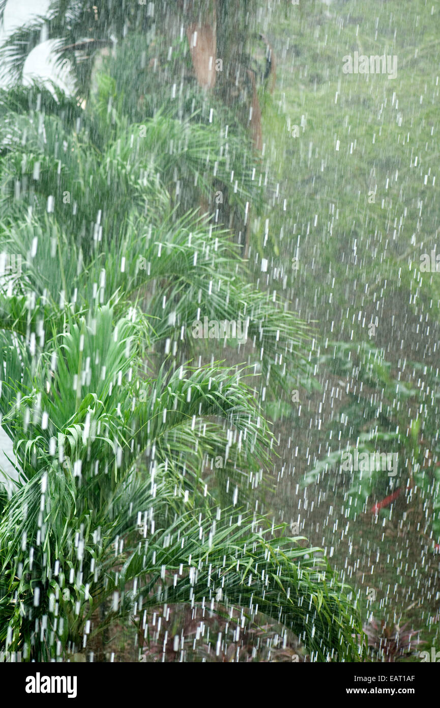 Heftige Regenfälle im Dschungel Panama Stockfoto