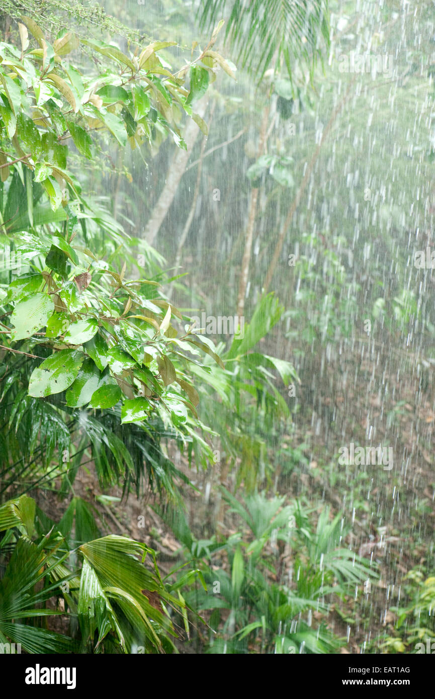 Heftige Regenfälle im Dschungel Panama Stockfoto