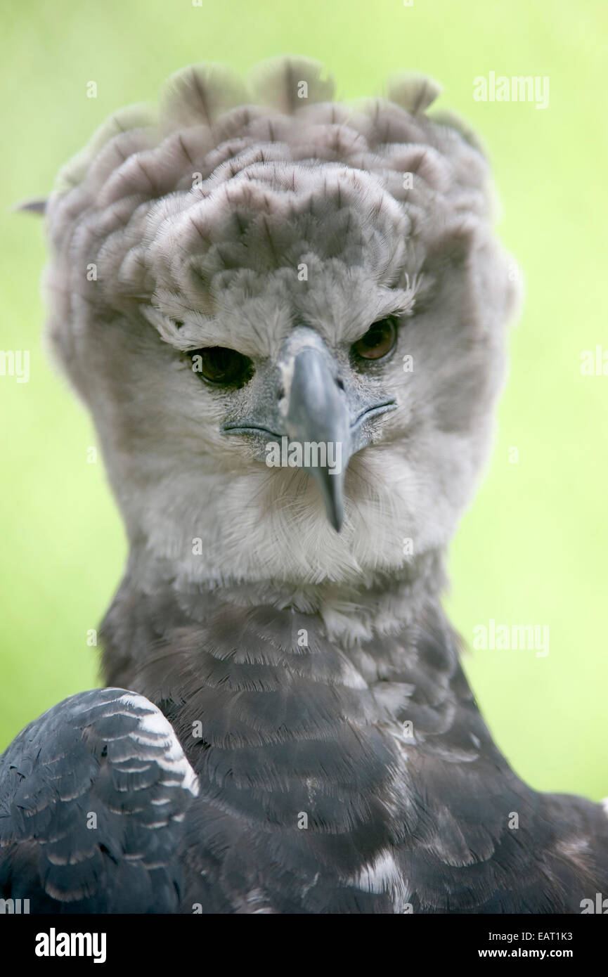 Harpy Eagle Harpia Harpyja Panama Stockfoto