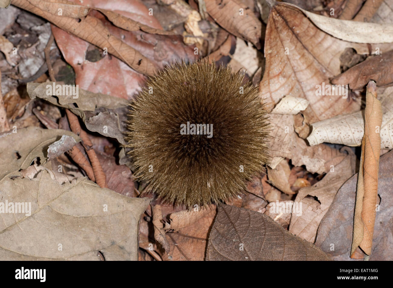 Affe Kamm Apeiba Membranacea Tiliaceae Panama Stockfoto