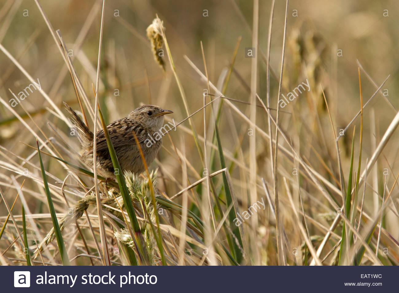 Ein Cobb Wren hockt auf einem Feld Gras. Stockfoto