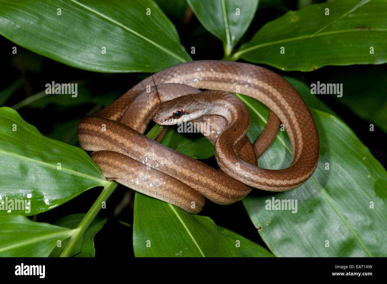 Lachs-Bellied Racer Schlange Dryadophis Melanolomus Panama Stockfoto
