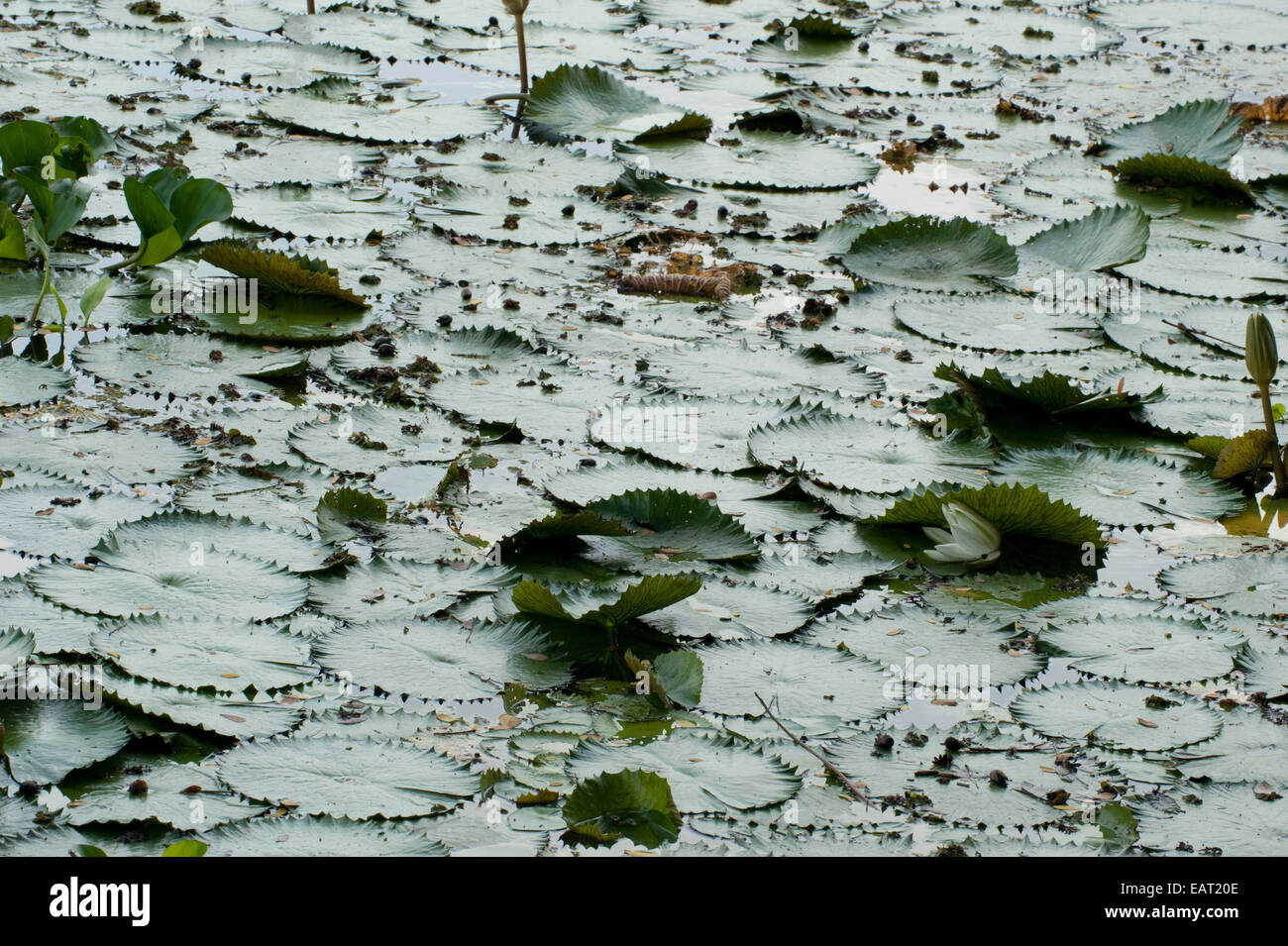 Seerosen auf Gatun Lake Panama Stockfoto