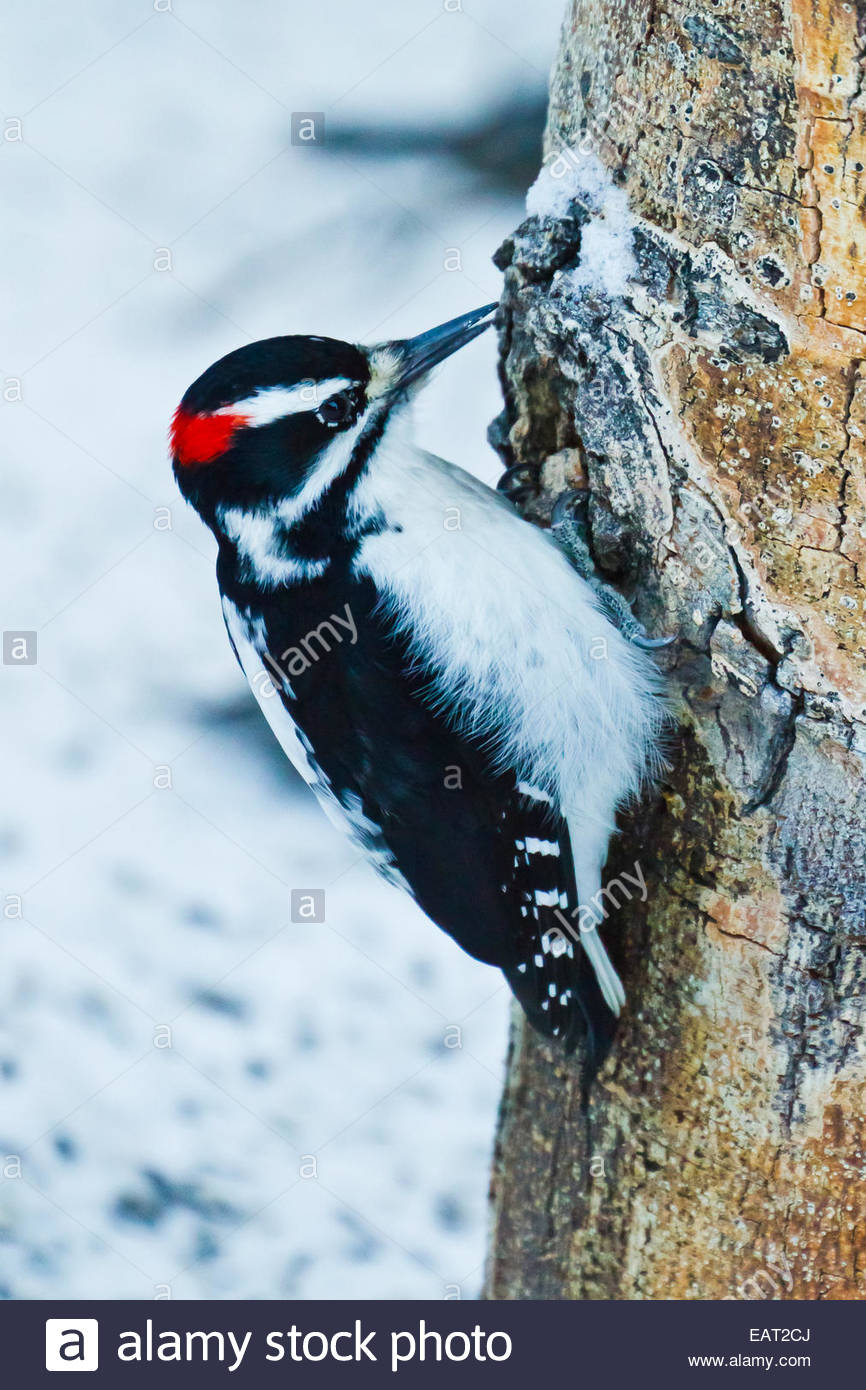 Nahaufnahme von haarige Specht an einem Baumstamm. Stockfoto