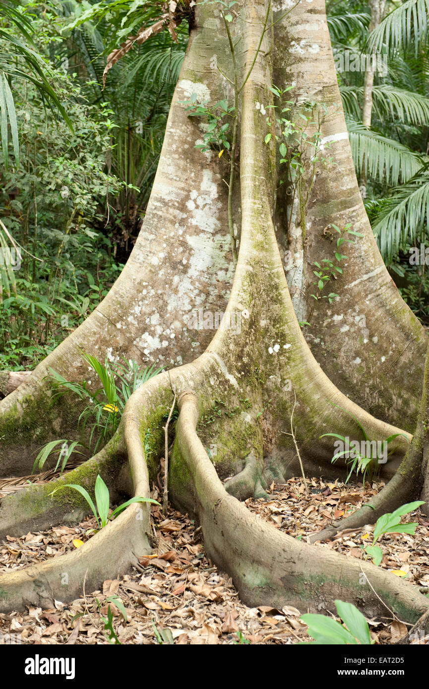Kirchenglocke Baum und große Wurzeln Panama Stockfoto