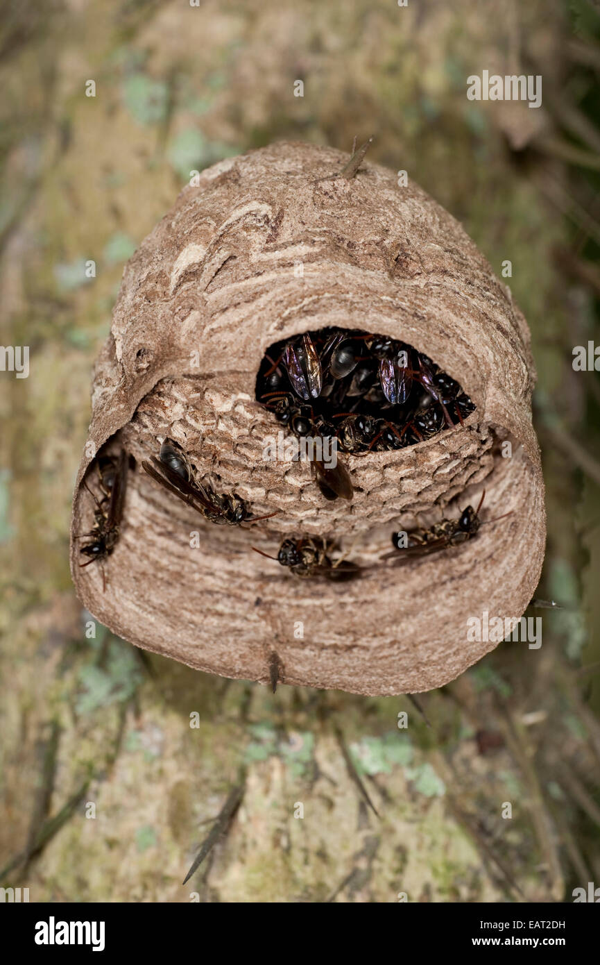 Papier-Wespe Nest Panama Stockfoto