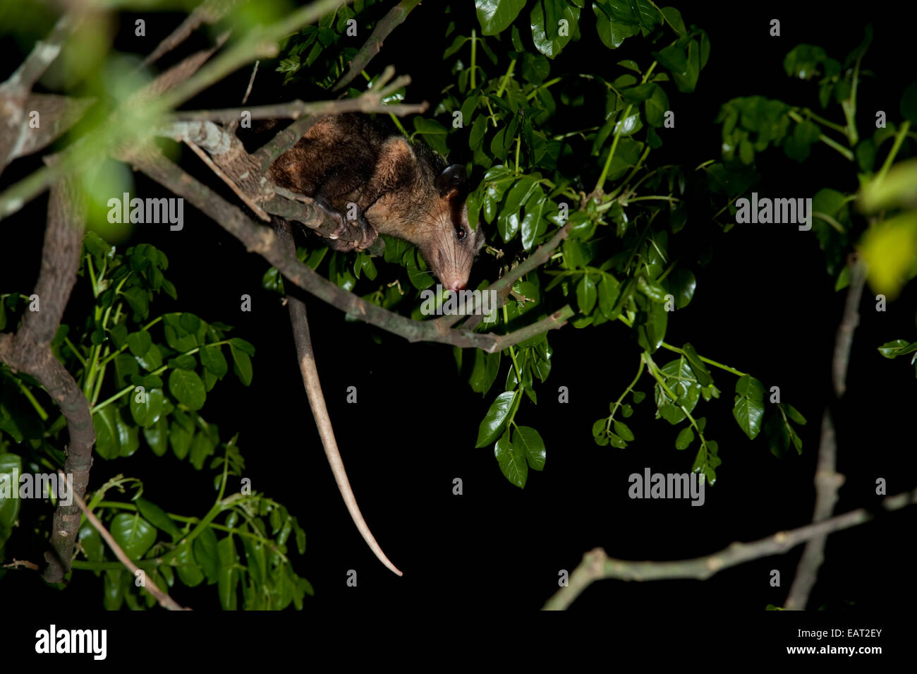 Possum im Baum bei Nacht Panama Stockfoto