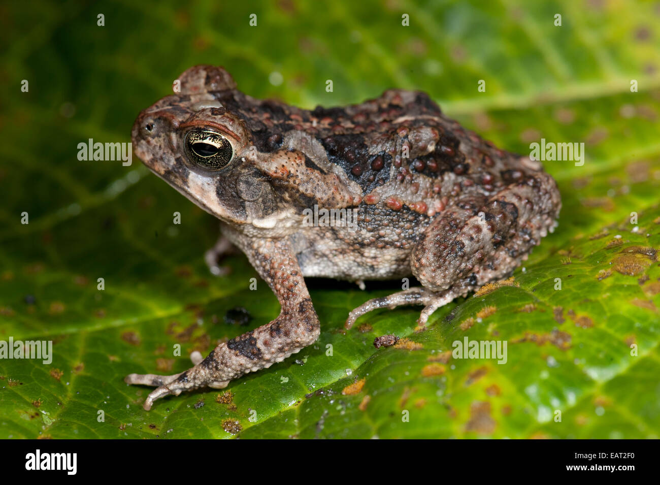 Juvenile Cane Toad Bufo Marinus Panama Stockfoto