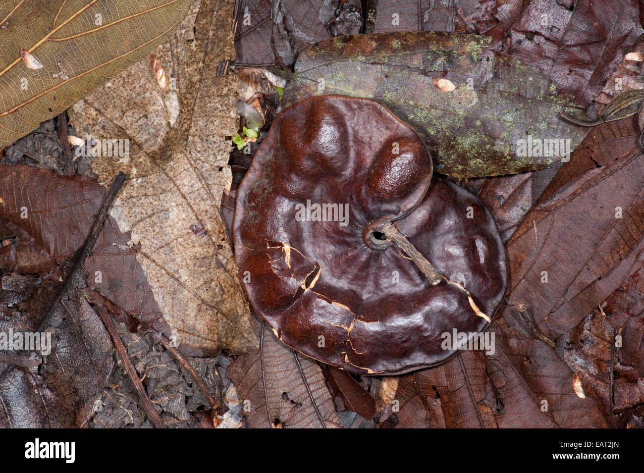 Samenkapsel der Corotu Baum Enterolobium Cyclocarpum Panama Stockfoto