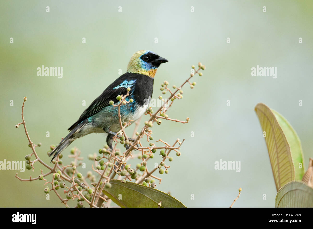 Goldene Hooded Tanager Tangara Larvata Fanny Panama Stockfoto