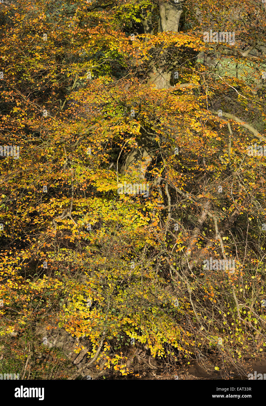 Herbstliche Farbtöne von einer Buche am Ufer des River Derwent in der Nähe von Hathersage Derbyshire England Vereinigtes Königreich UK Stockfoto