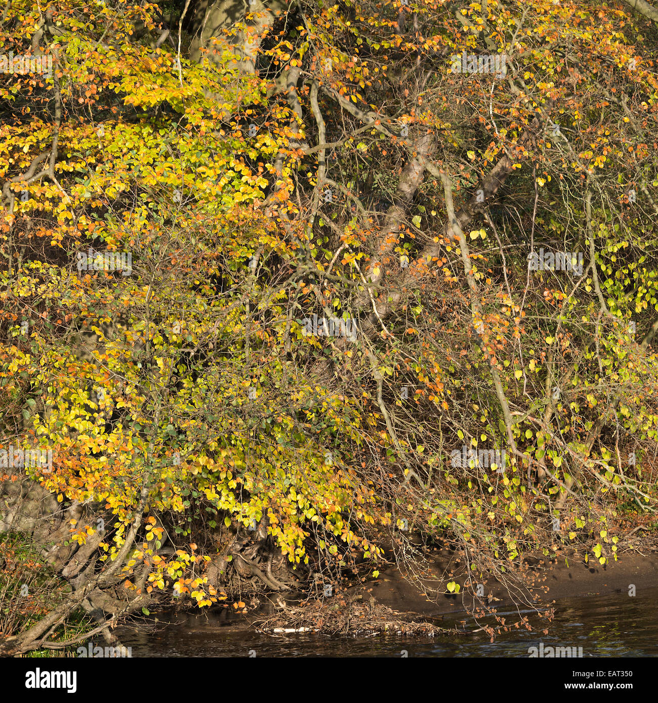 Herbstliche Farbtöne von einer Buche am Ufer des River Derwent in der Nähe von Hathersage Derbyshire England Vereinigtes Königreich UK Stockfoto