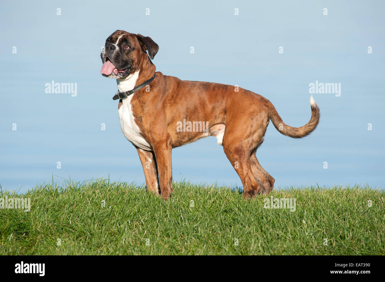Boxer Hund 7 Jahre alt UK Stockfoto
