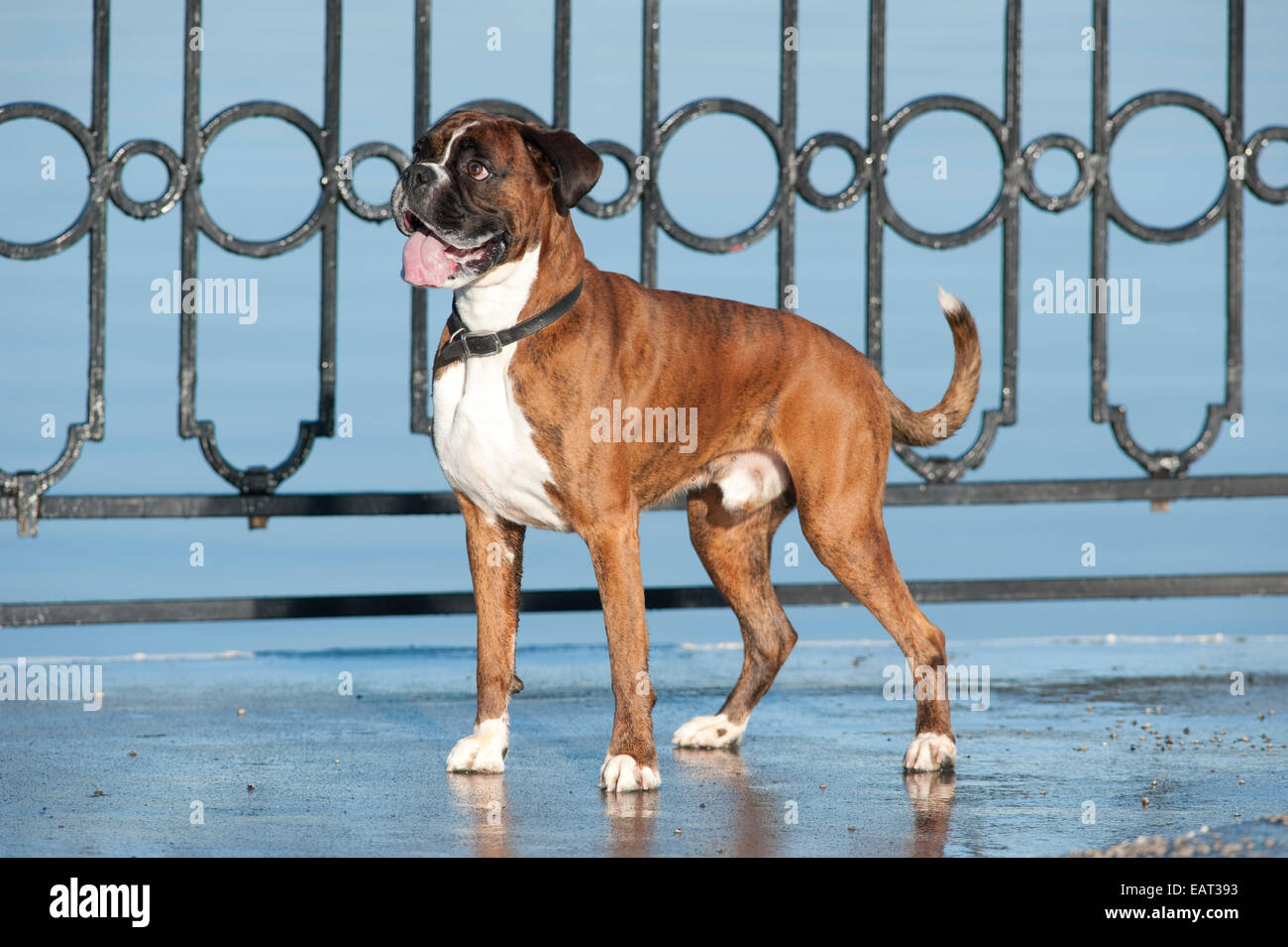 Boxer Hund 7 Jahre alt UK Stockfoto