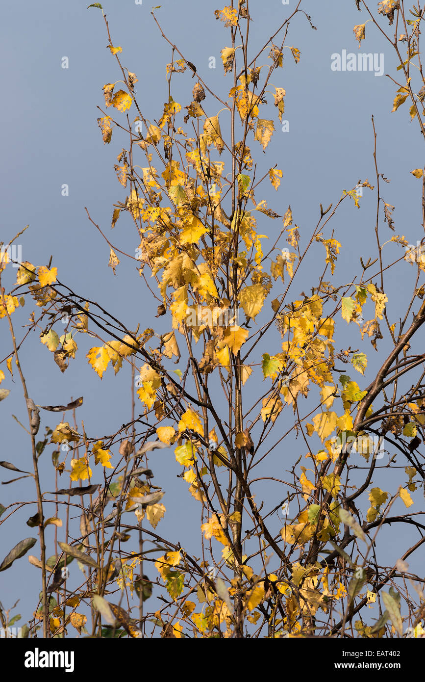 Herbstfärbung der Birke Baum Laub am alten Moor Dearne Valley South Yorkshire England Vereinigtes Königreich UK Stockfoto