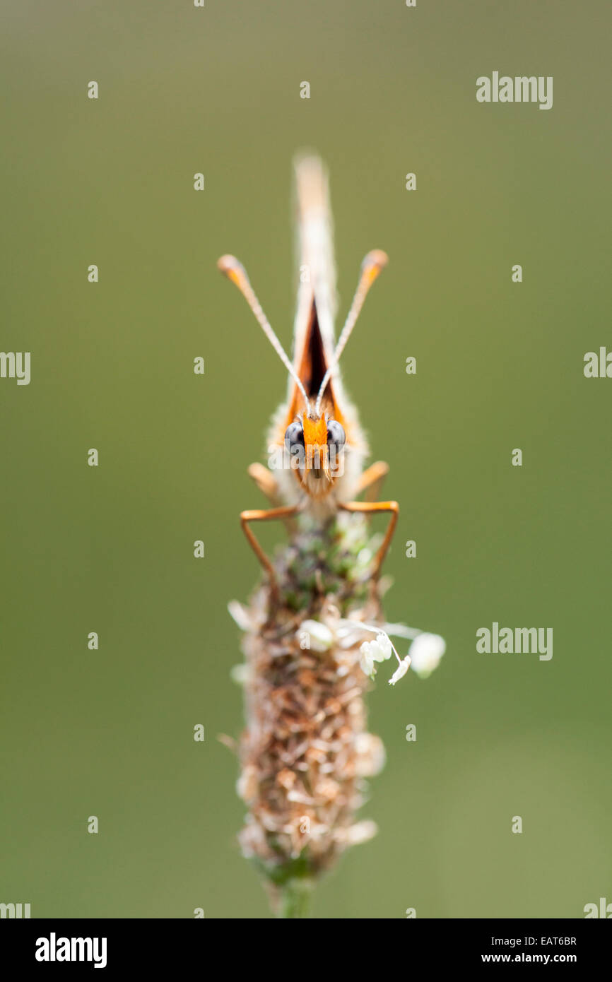 Glanville Fritillary - Melitaea Cinxia-, Savoie, Frankreich Stockfoto