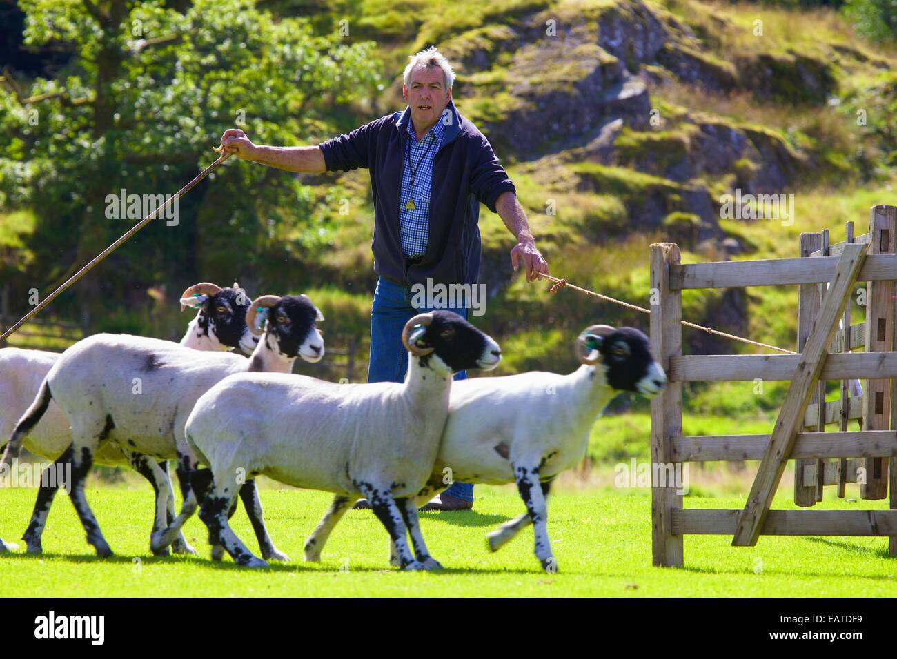 Hirte penning Schafe am Patterdale Tag des Hundes in der Nähe von Patterdale, The Lake District, Cumbria, England, UK. Stockfoto