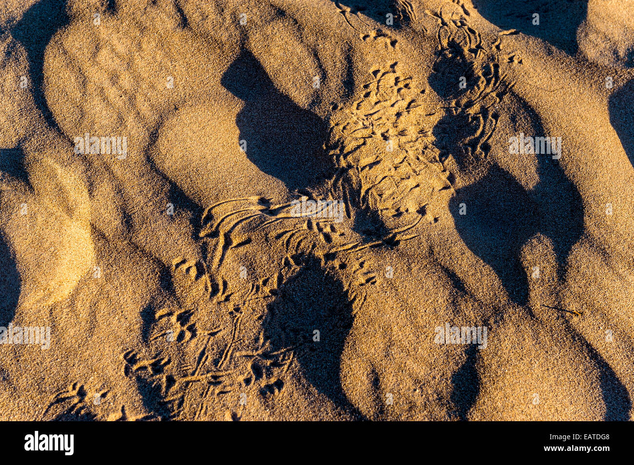 Die Spuren der einen Waran auf einer Küste Wüste Sanddüne. Stockfoto