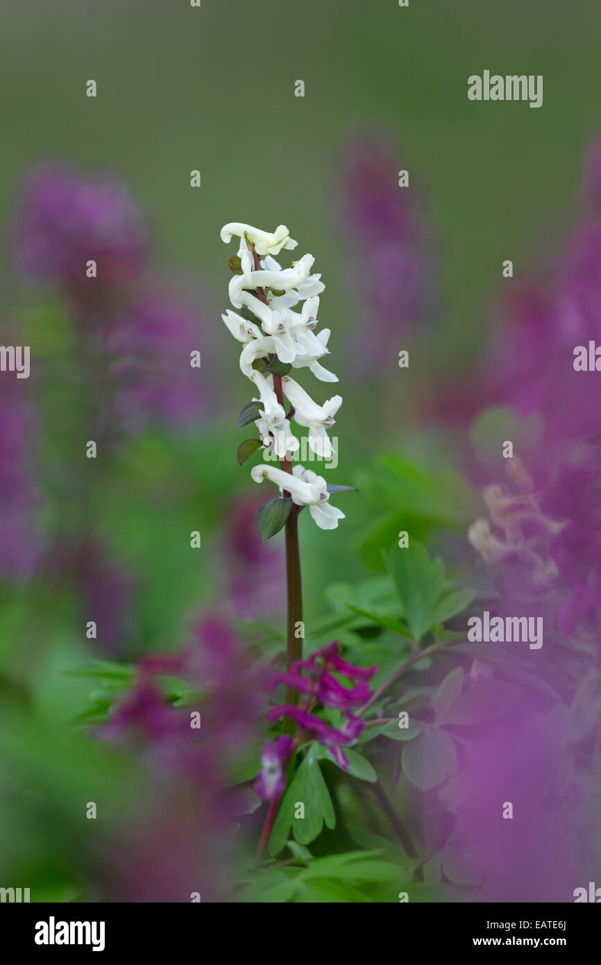 Bauchige Corydalis / Holewort / hohl Lauch / hohle Wurzel / hohl Würze (Corydalis Cava / Corydalis Bulbosa) blüht im Wald Stockfoto