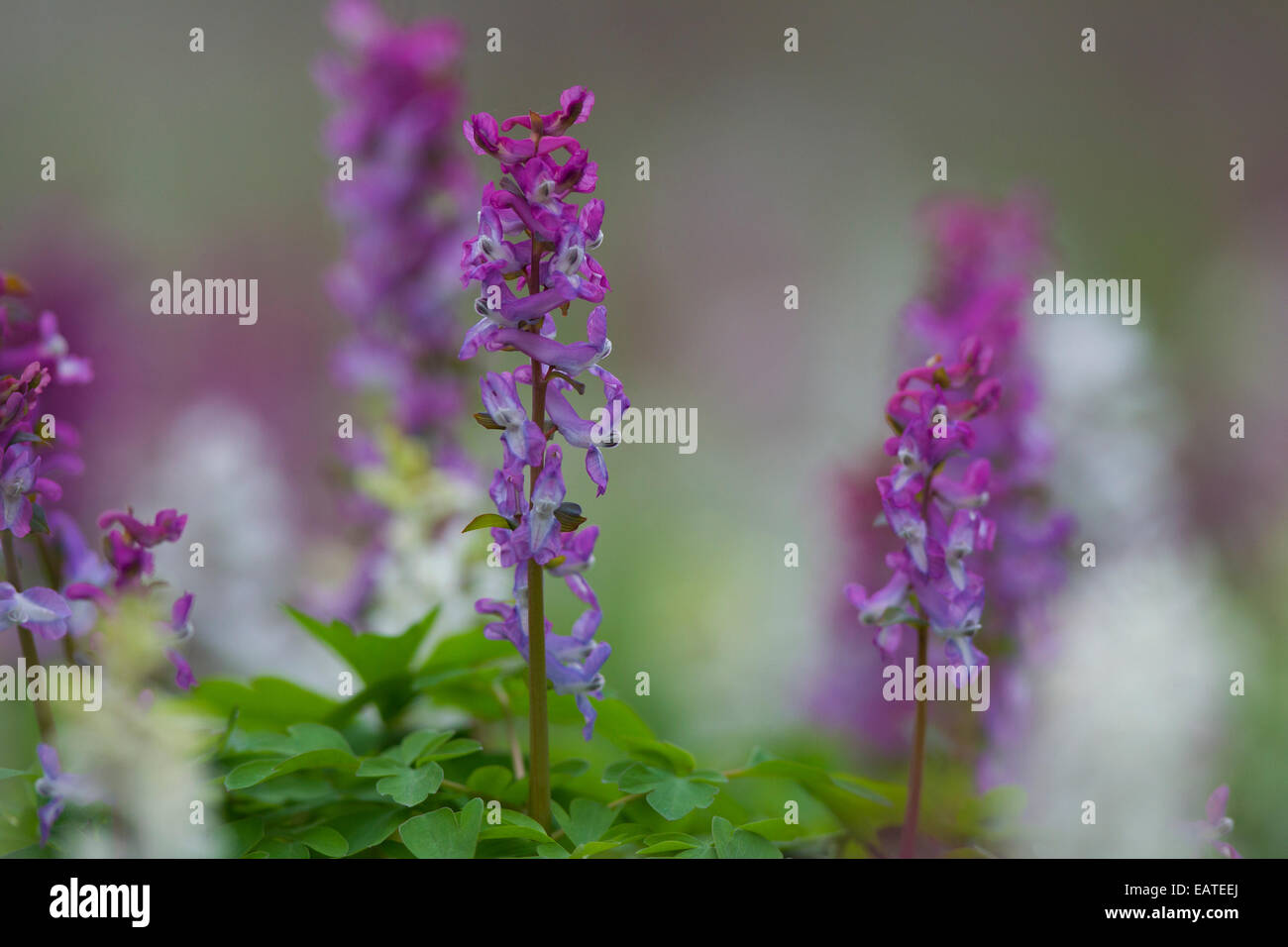 Bauchige Corydalis / Holewort / hohl Lauch / hohle Wurzel / hohl Würze (Corydalis Cava / Corydalis Bulbosa) blüht im Wald Stockfoto