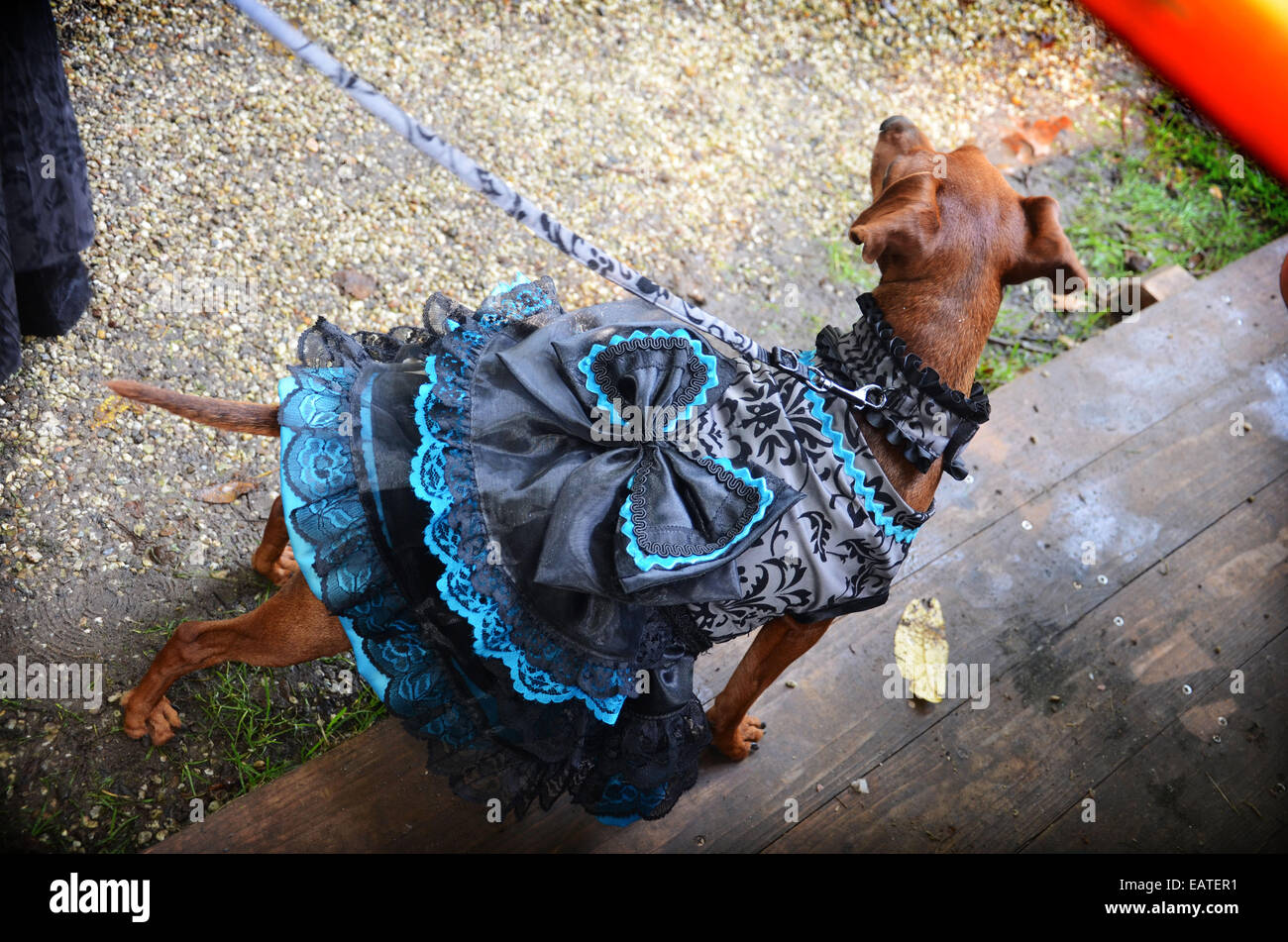 bunte Hündchen auf 2014 Fantasy Fair Arcen Niederlande Stockfoto