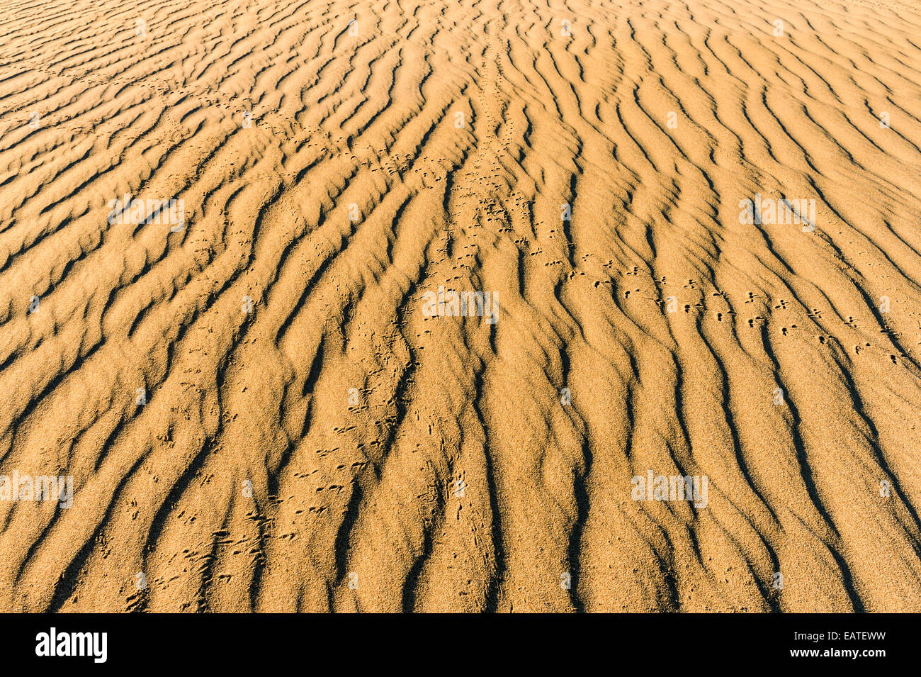 Reptilien und Vögel Spuren kreuzen die wellige Oberfläche einer Sanddüne. Stockfoto