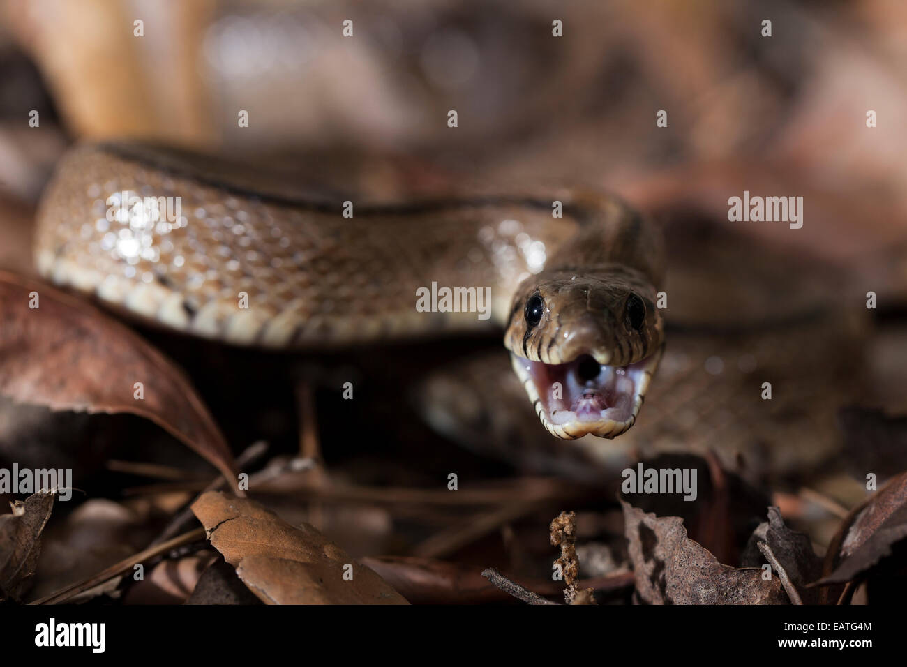 Leiter-Schlange in einer aggressiven pose Stockfoto