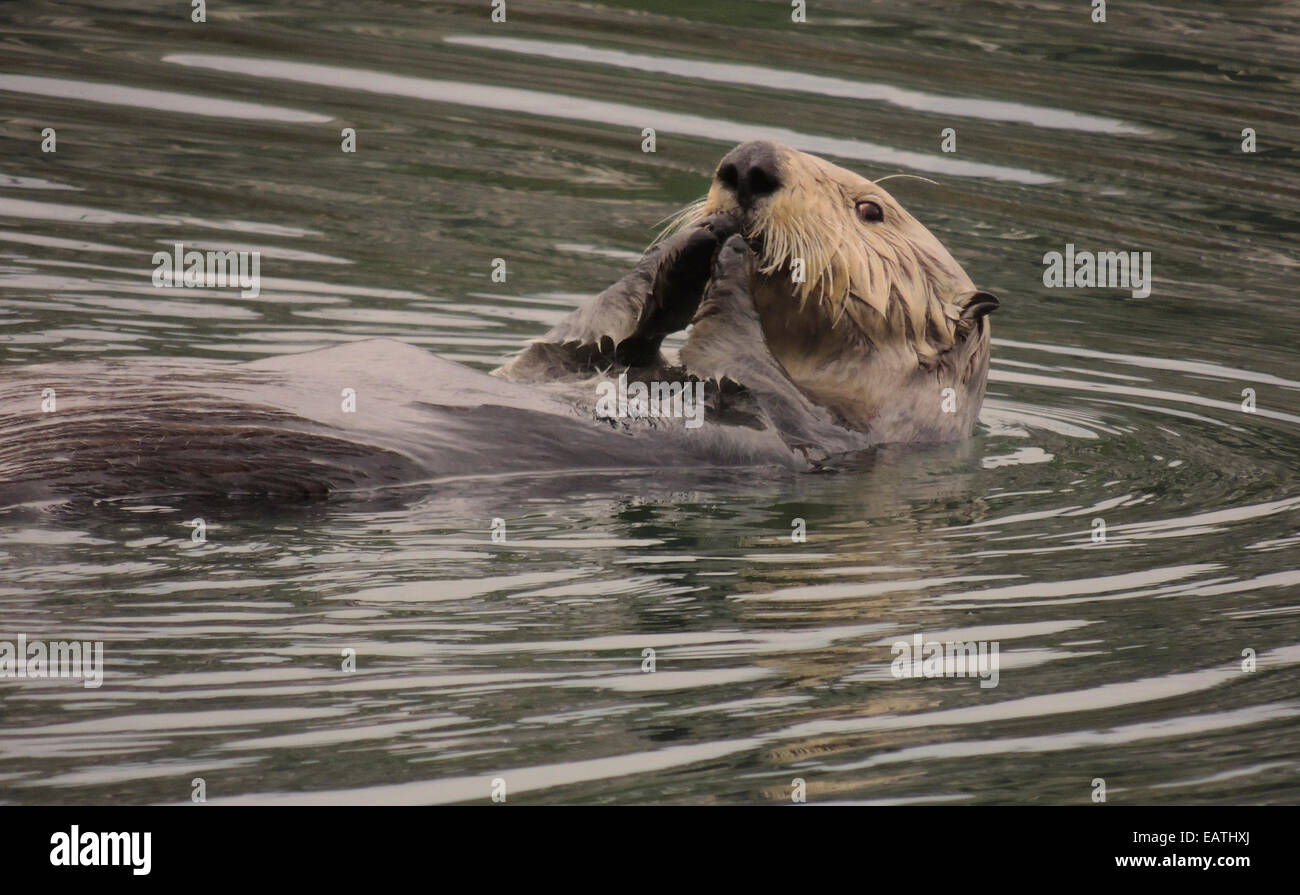 Seeotter (Enhydra Lutris). Seeotter sind eines der kleinsten der Marine Mammal Familie aber eines der größten der Wiesel Stockfoto