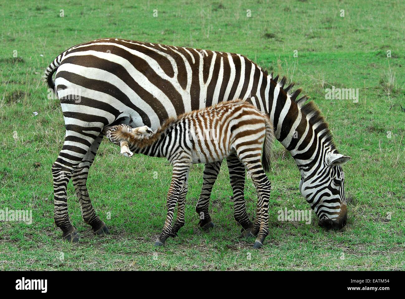 Ein junger gemeinsame Zebra, Equus Quagga, Krankenpflege auf seine Mutter. Stockfoto