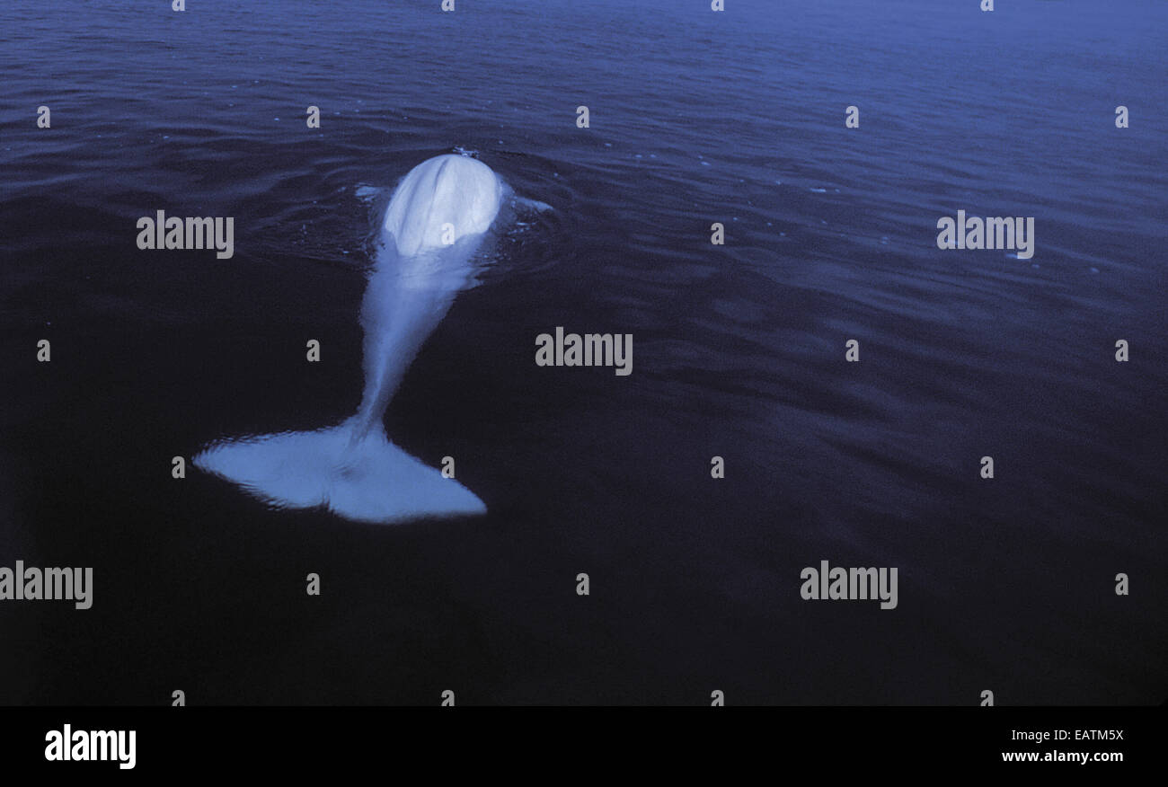 Eine wilde Beluga-Wal oder Meer Kanarienvogel, Delphinapterus Leucas. Stockfoto