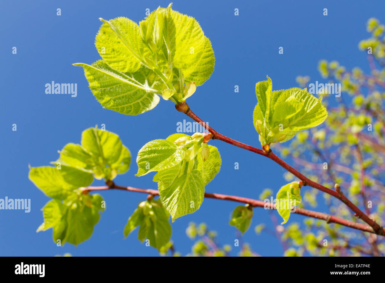 neue grüne Blätter von Linde im Frühling Stockfoto