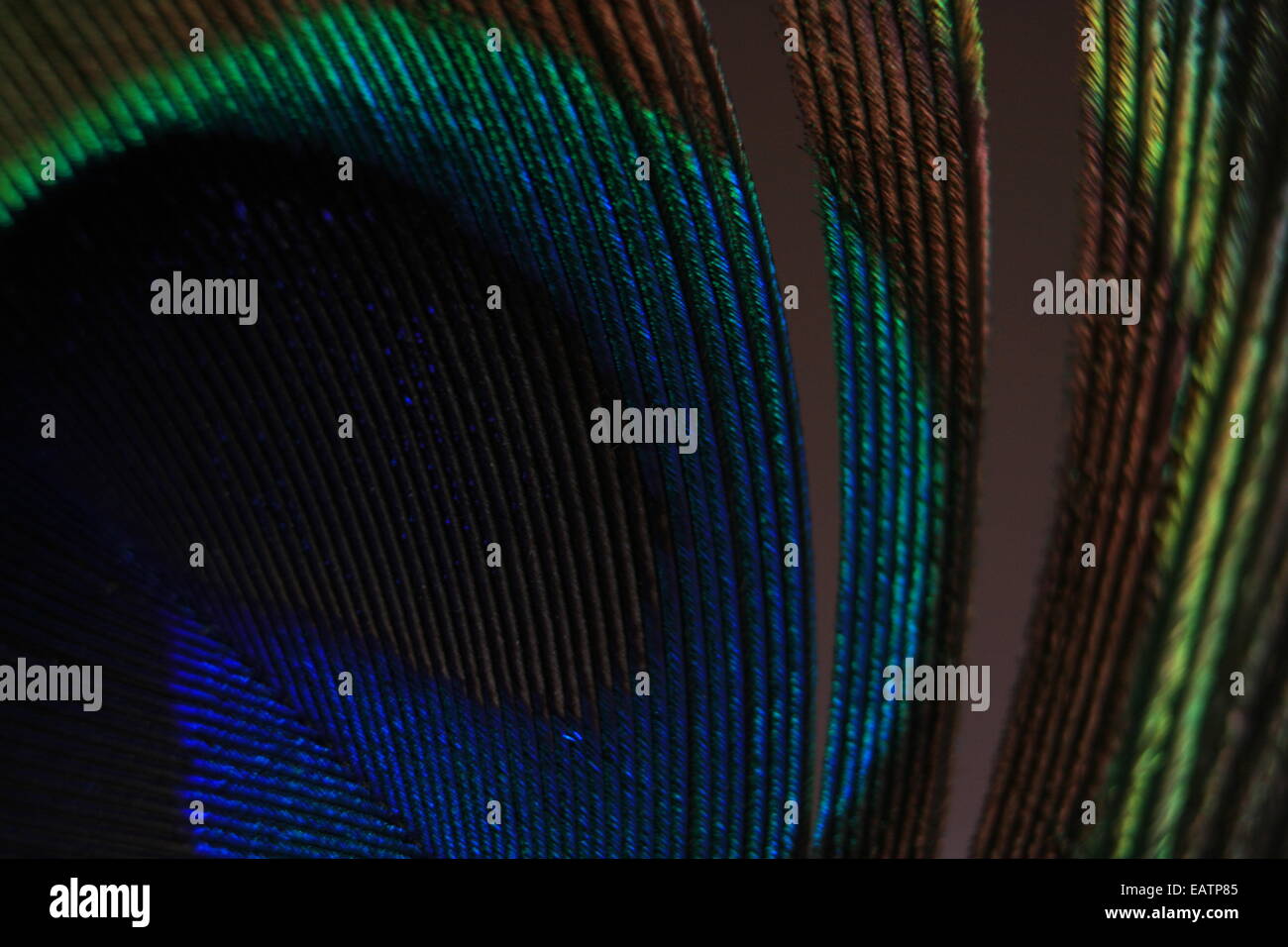 Eine Makroaufnahme einer Pfauen Feder, zeigt alle Farben. Stockfoto