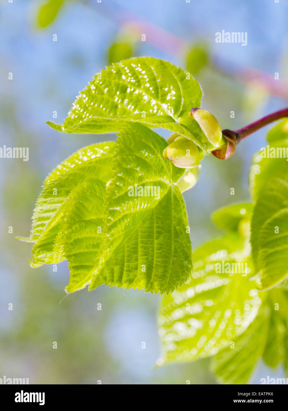 Knospen und neue grüne Blätter von Linde im Frühling Stockfoto