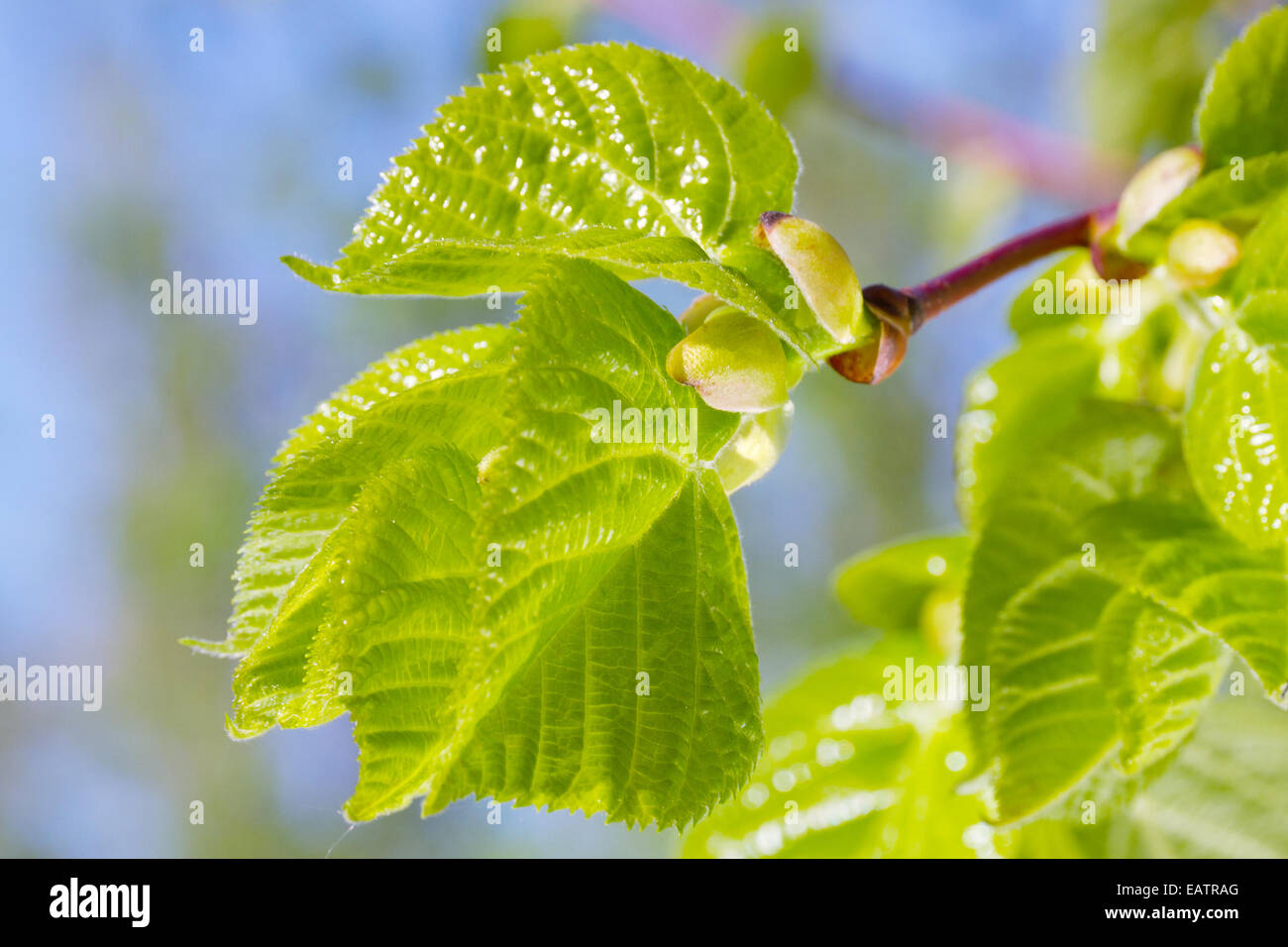 Knospen und neue grüne Blätter von Linde im Frühling Stockfoto