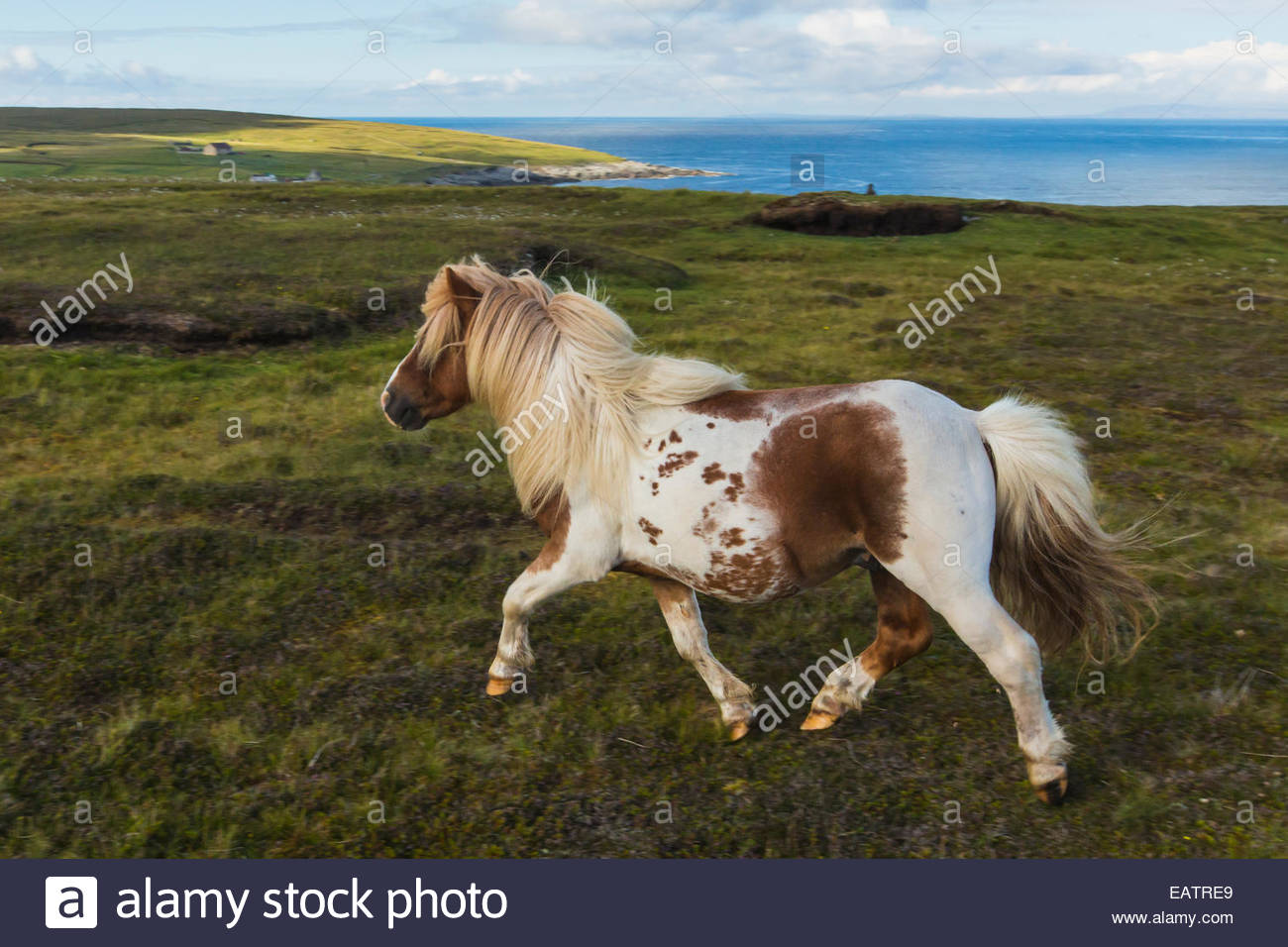 Seitlicher Blick auf ein Shetland gefälschte läuft in einem offenen Küsten Feld. Stockfoto