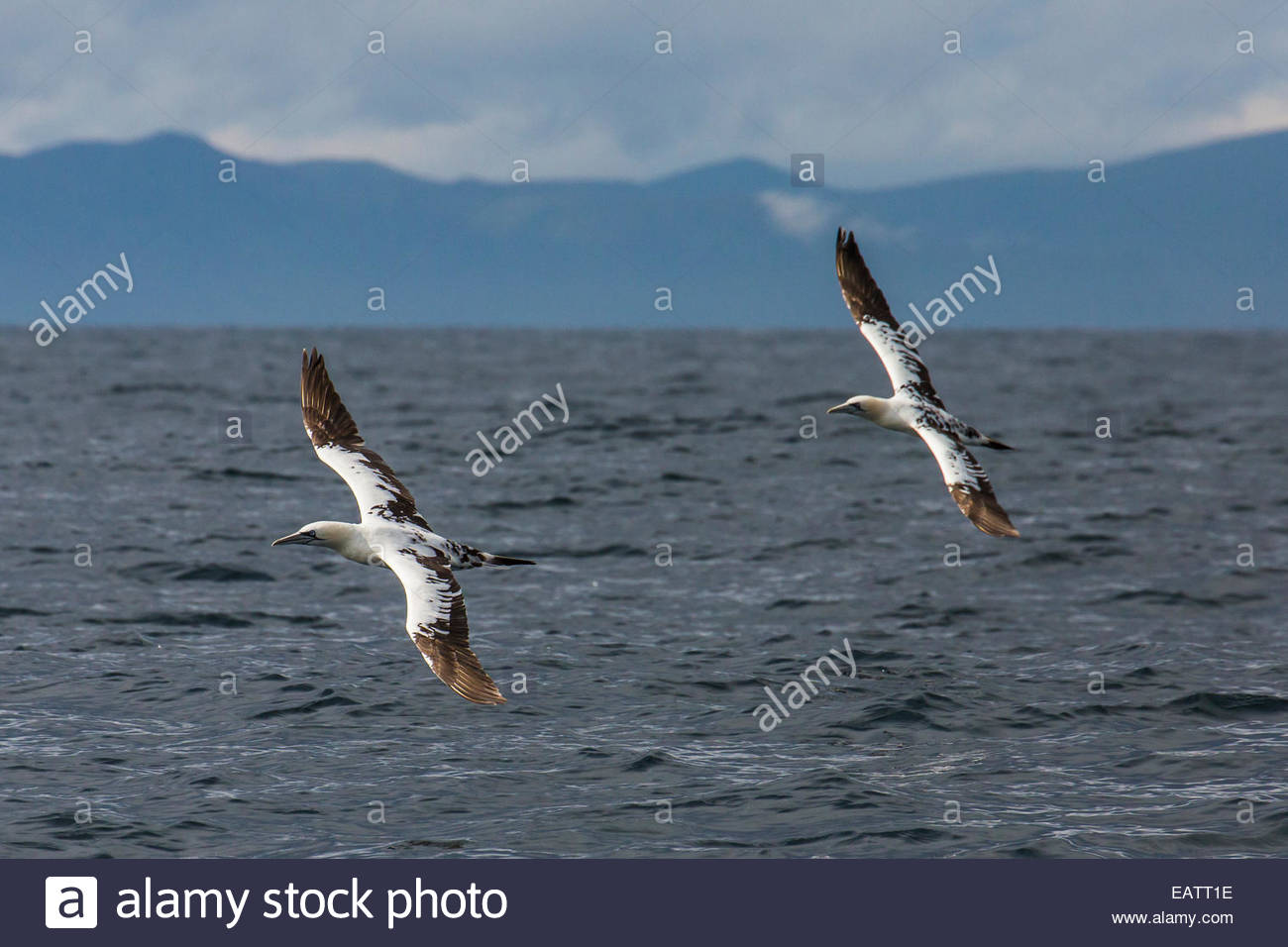Zwei Basstölpeln fliegen in Formation über den Ozean. Stockfoto