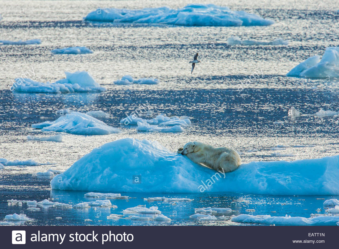 Ein Eisbär ruht auf einem Eisberg. Stockfoto