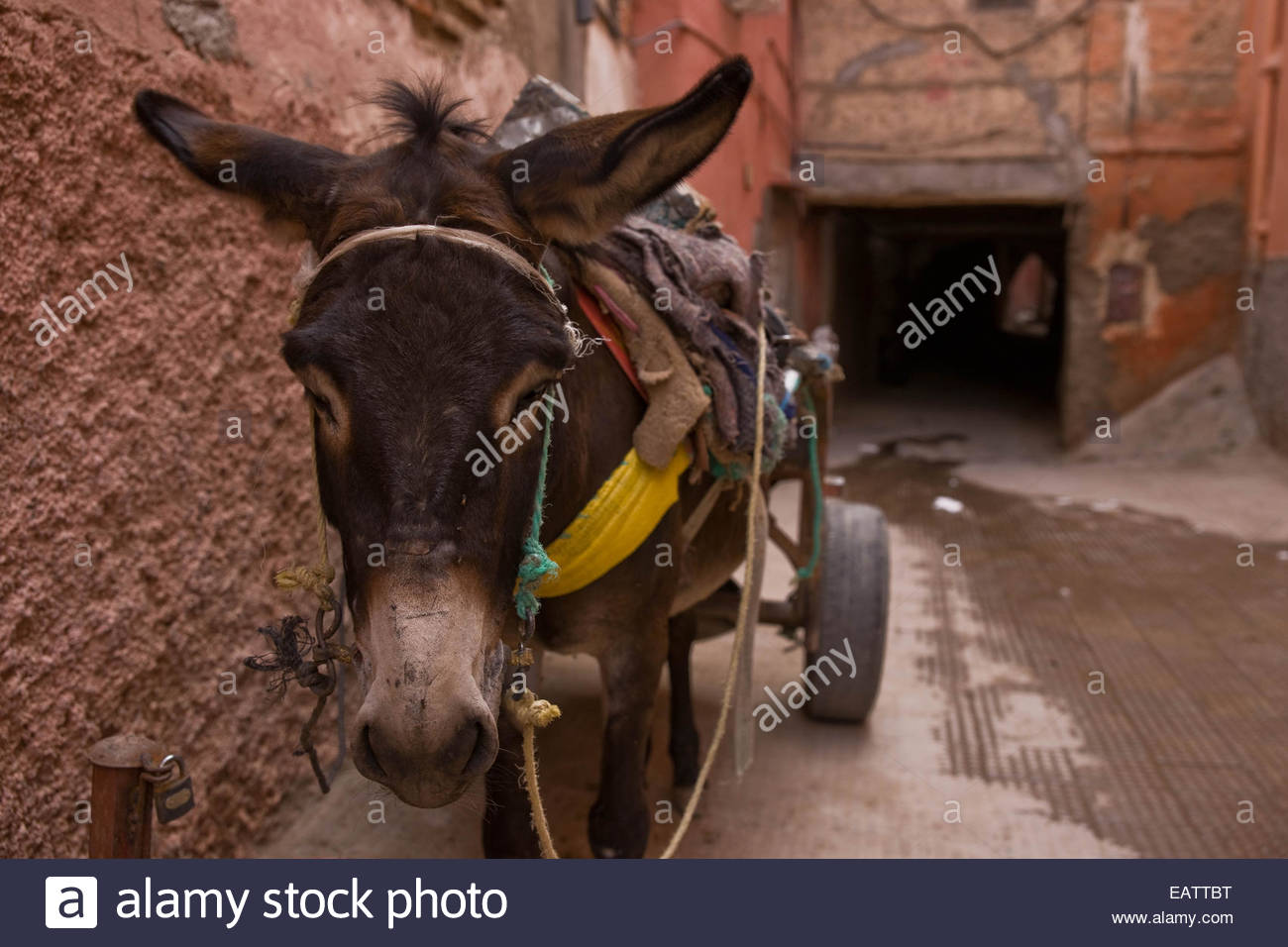 Ruhender Esel Marokko Stockfotos Ruhender Esel Marokko Bilder