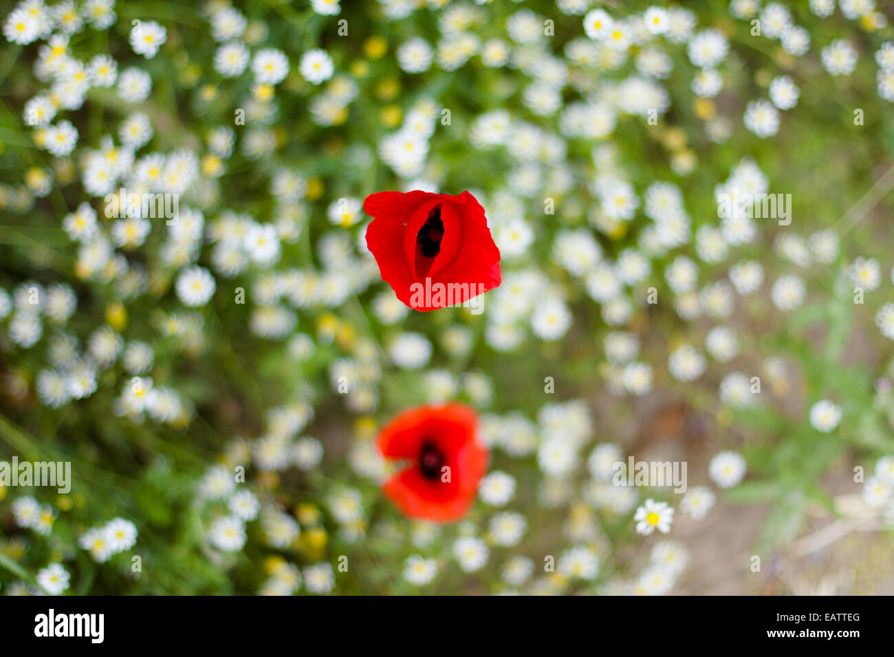 Nahaufnahme der Mohnblume schoss direkt über Blumen-Gänseblümchen Stockfoto