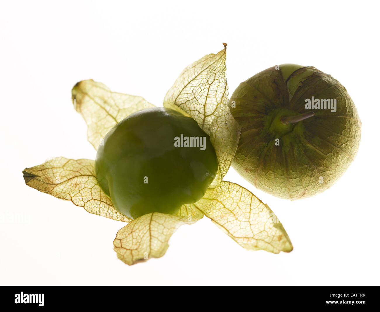 Tomatillos auf weißem Hintergrund Stockfoto