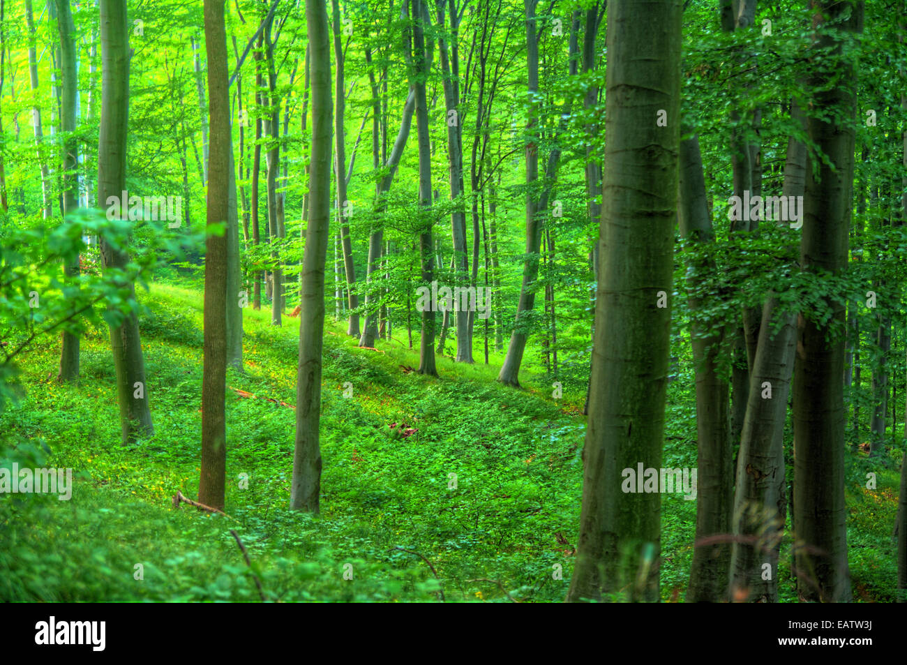 Bereich; Hintergrund; schön; hell; Farbe; Tag; Ökologie; Umwelt; Wald; Golden; Grass; groß; Grün; Bild; Land; Landschaft Stockfoto