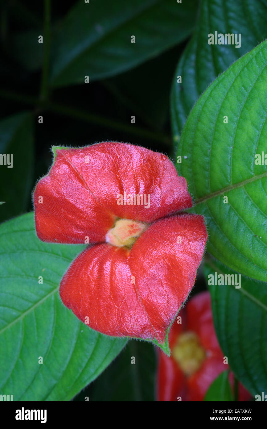 Blumen in wäldern -Fotos und -Bildmaterial in hoher Auflösung – Alamy