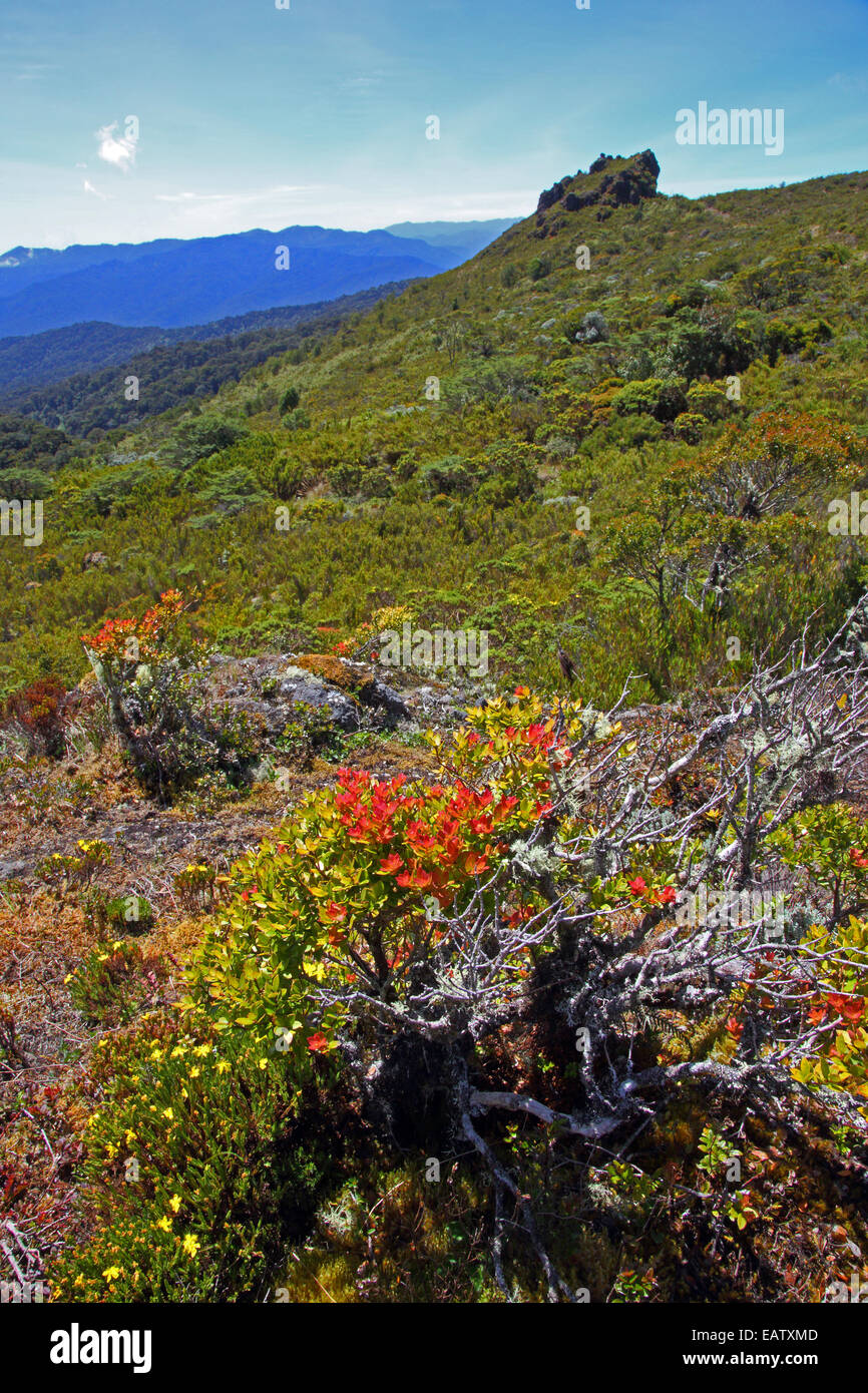 Kurzen Vegetation an Höhenlagen bei 9.000 Fuß angepasst. Stockfoto