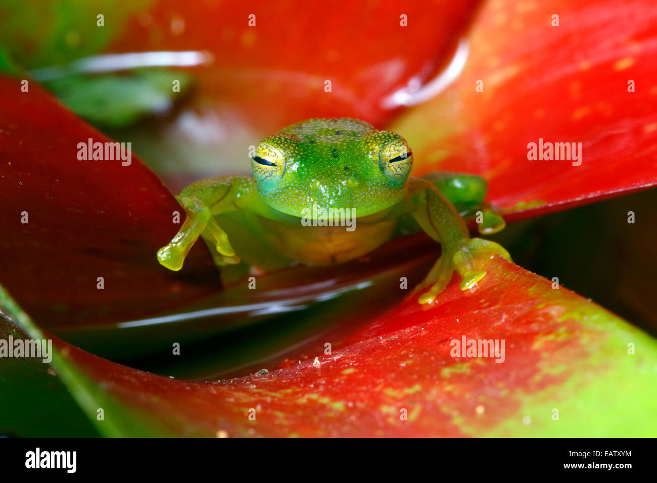 Bromelien frosch -Fotos und -Bildmaterial in hoher Auflsung  Alamy