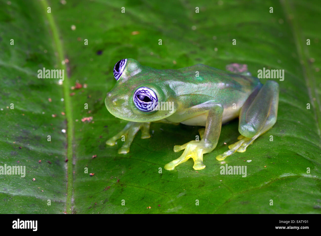 Porträt eines Geistes Glas Frosch, Sachatamia Ilex, auf einem Blatt hautnah. Stockfoto