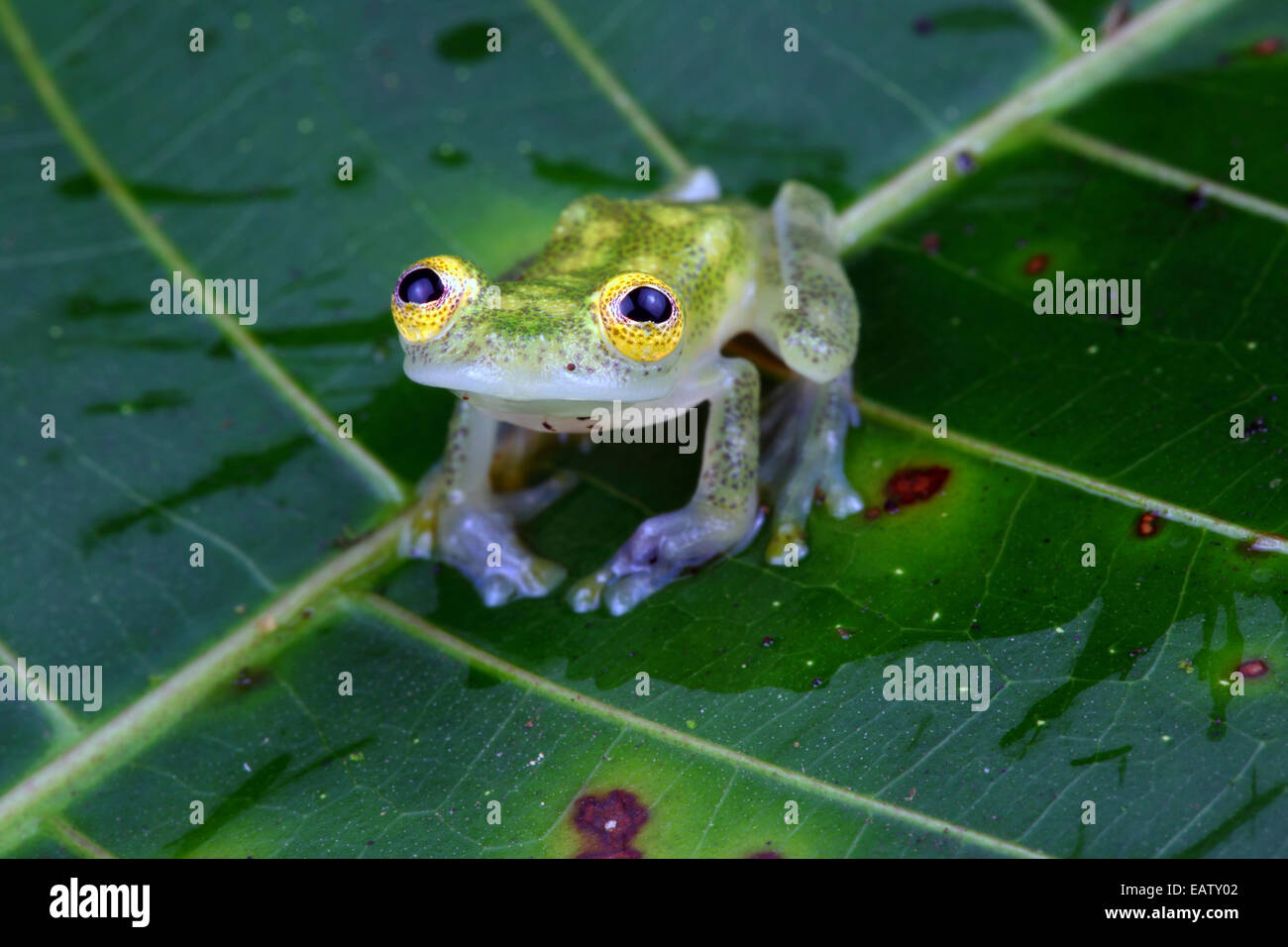 Nahaufnahme von einem Fleischmann Glas Frosch, Hyalinobatrachium Fleischmanni. Stockfoto