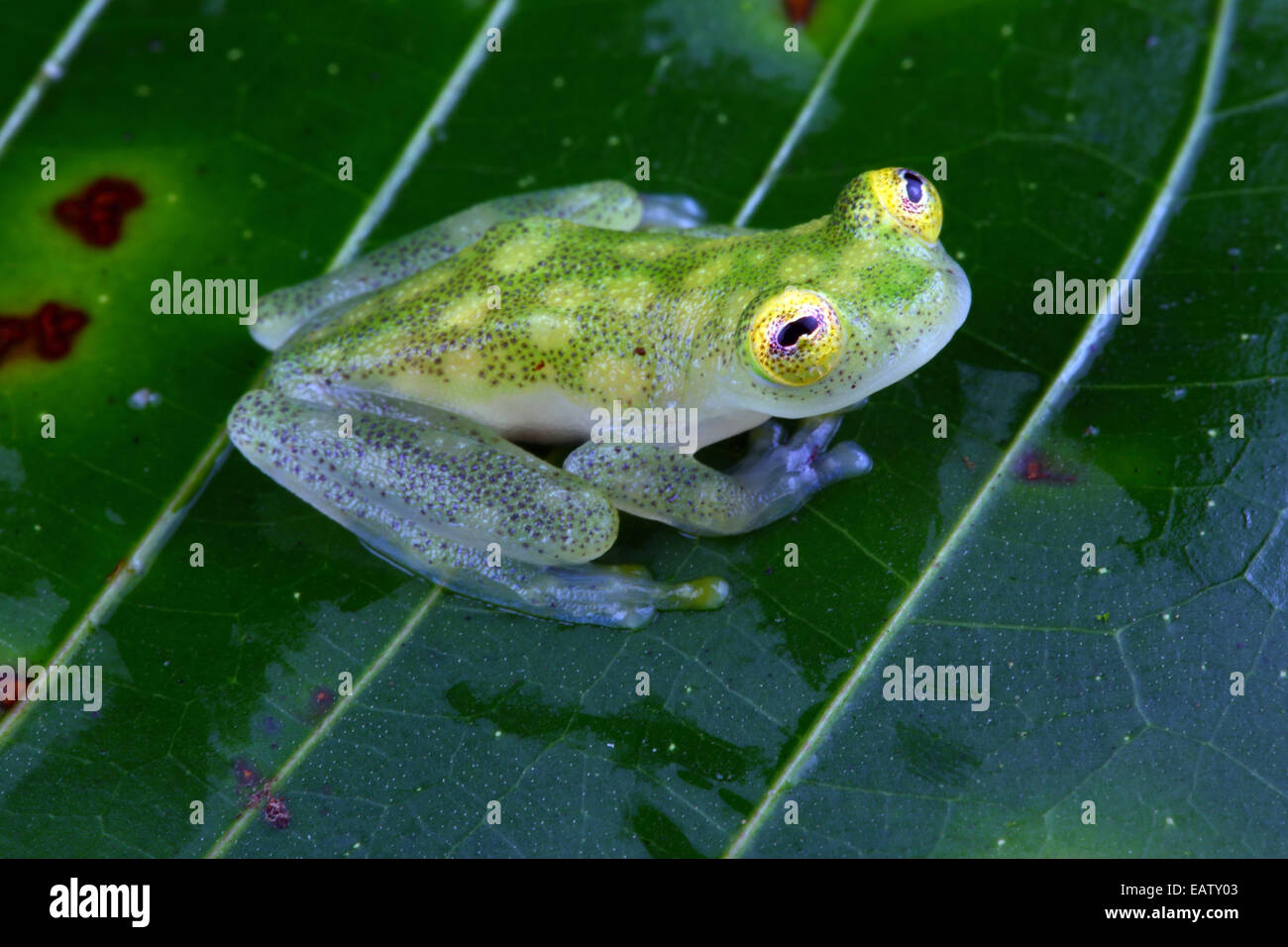 Nahaufnahme von einem Fleischmann Glas Frosch, Hyalinobatrachium Fleischmanni. Stockfoto