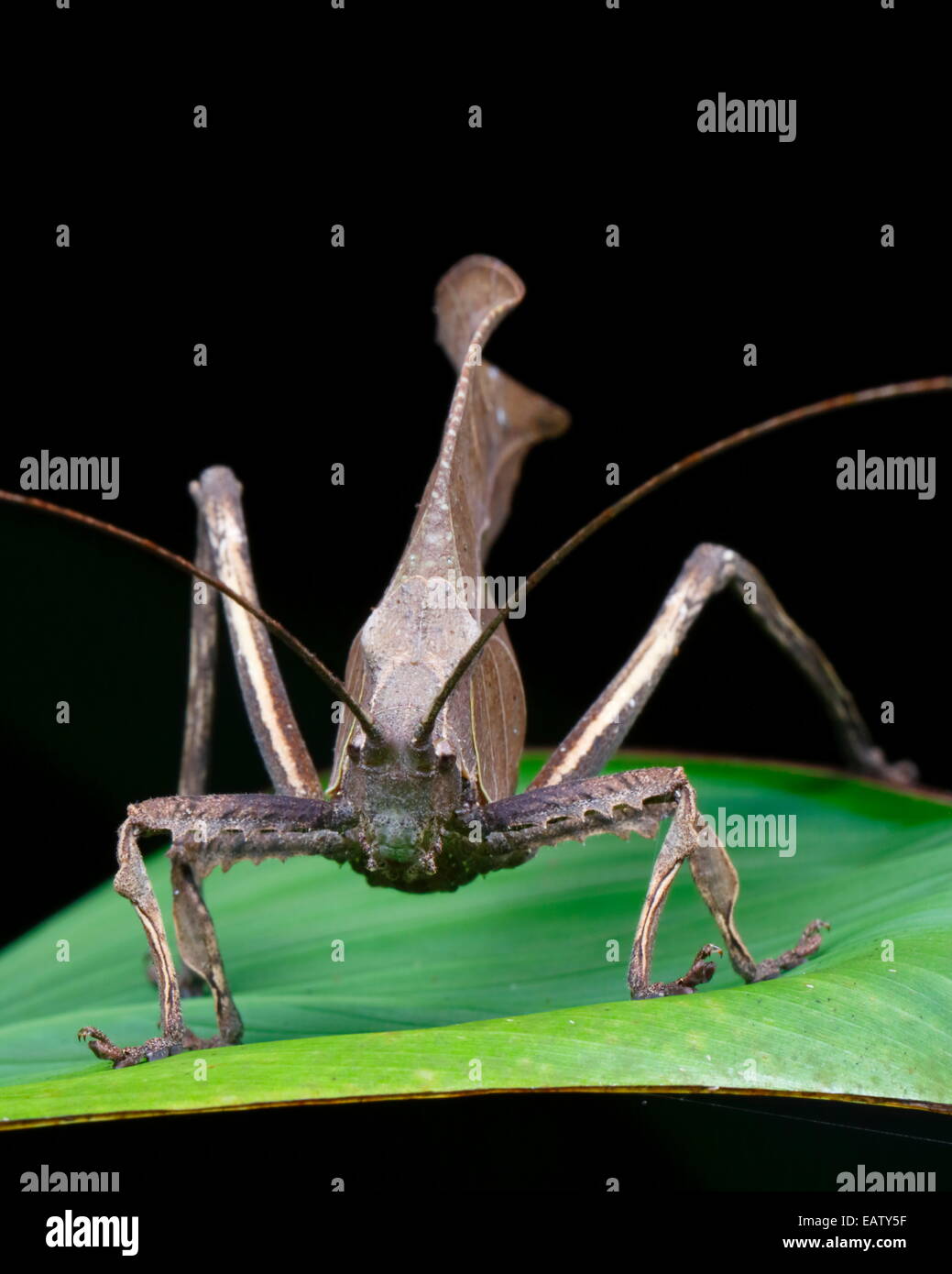 Porträt von ein totes Blatt mimischen Grashuepfer, Tettigoniidae Arten hautnah. Stockfoto